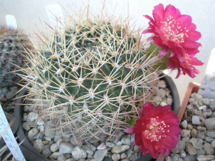 acanthoplegma - 07.07