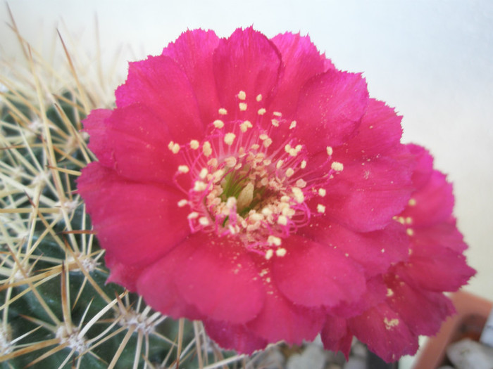 acanthoplegma - detaliu floare