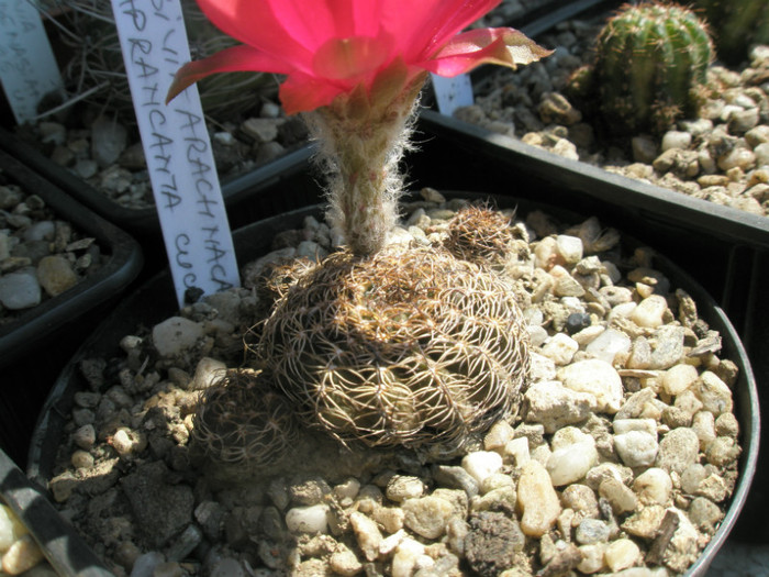 arachn. papranchanta v. cucurbea - 07.07