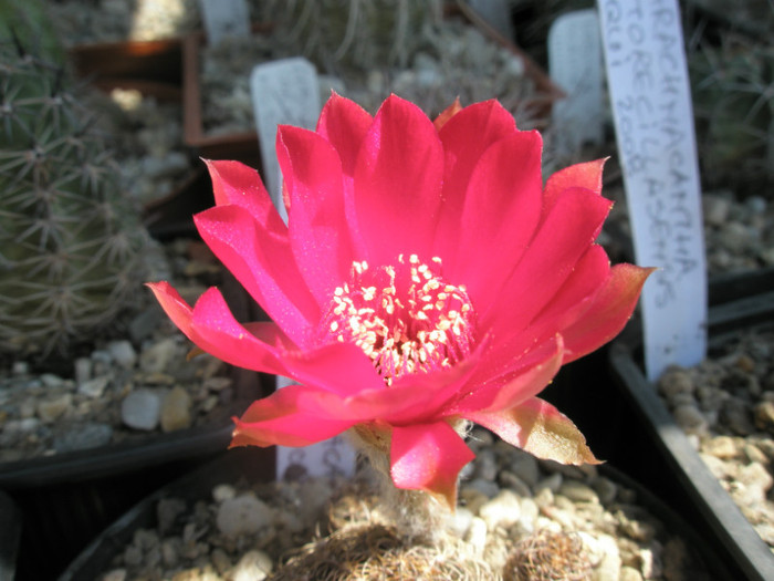 arachn. papranchanta v. cucurbea - floare