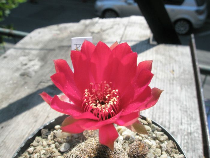 arachn/ papranchanta v. cucurbea - floare2