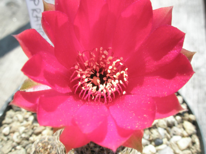 arachn. papranchanta v. cucurbea - detaliu floare