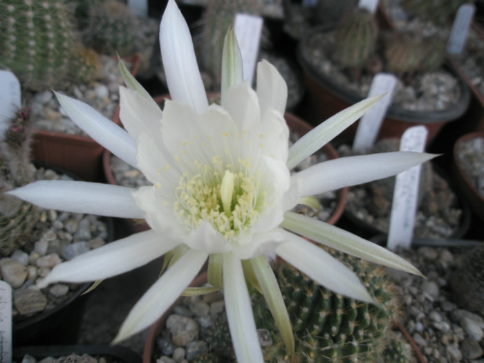 krachtochviliana - floare