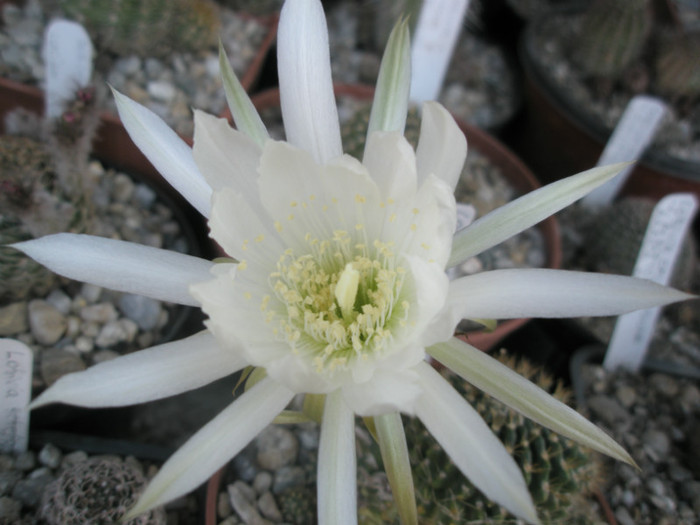 krachtochviliana - floare 2