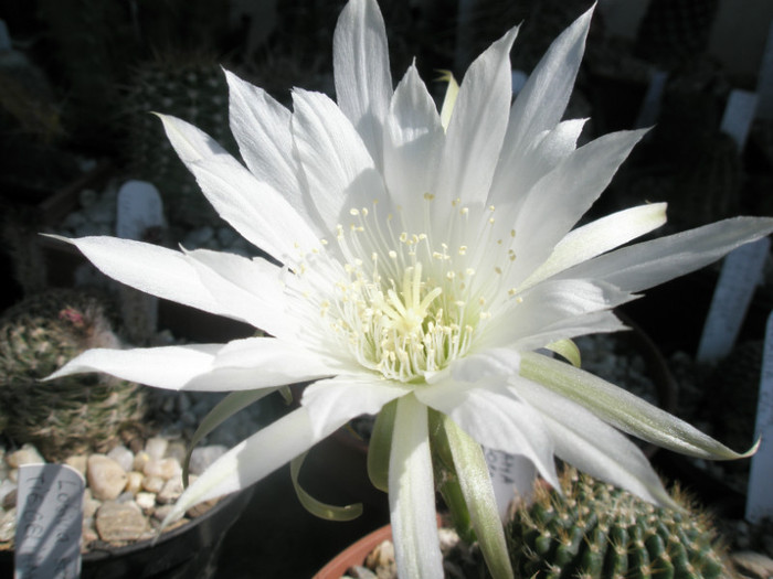 krachtochviliana - floare in soare