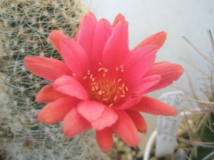 scheliana - floare