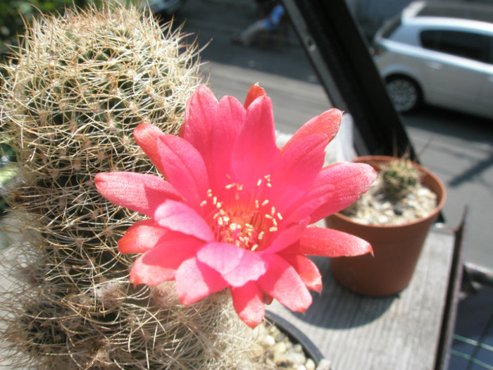 scheliana - floare in soare