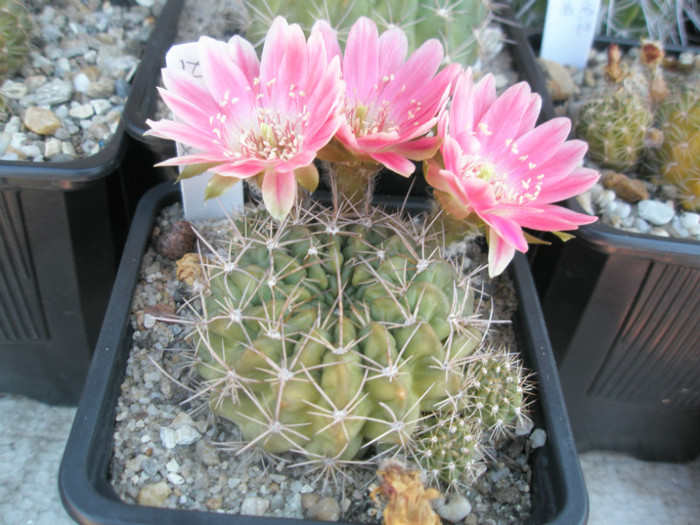 Lobivia nr. 1 (Teo) - 29.07