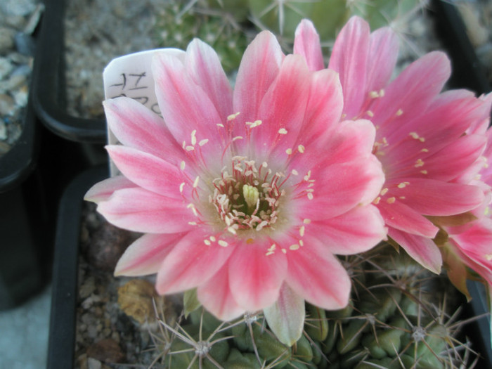 Lobivia nr. 1 (Teo) - detaliu floare