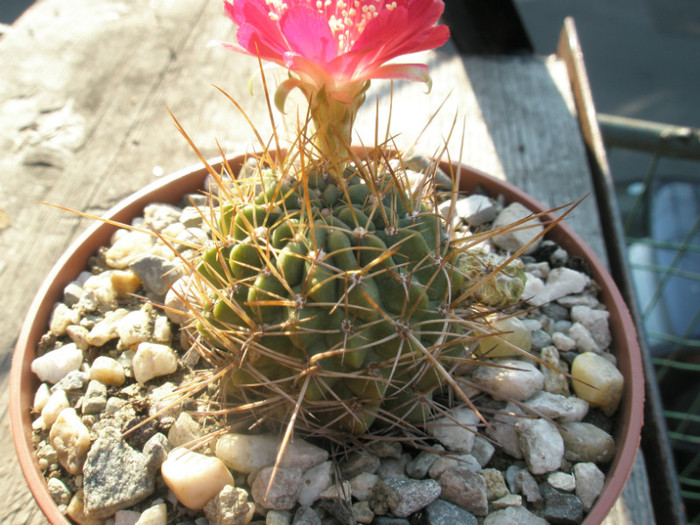 longespina - 06.08 ( Marcu_Nic)