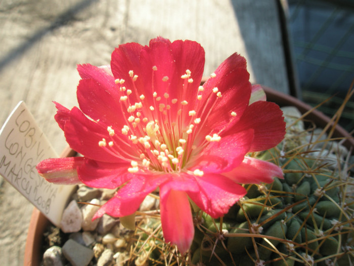longespina - floare - Lobivia