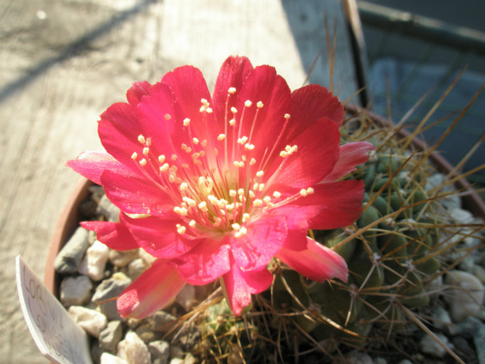 longespina - floare 2