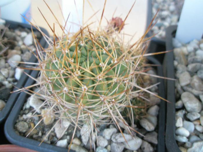 Lobivia sp 1 - asemanatoare cu longispina