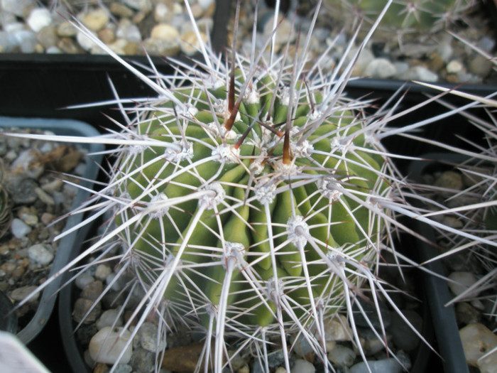 Lobivia sp. 2 - de la Pitesti 2011, Sorin