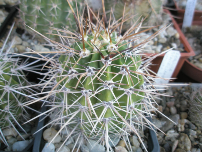 Lobivia sp. 3 - de la Pitesti 2011, Sorin