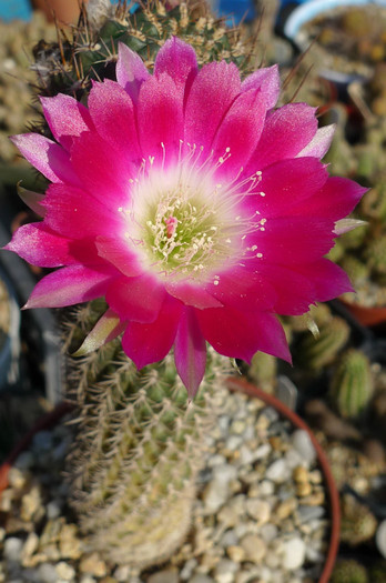 Lobivia zecherii - floare 3 - Lobivia