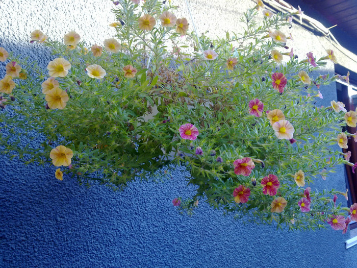 calibrachoa - 2012 FLORI EXTERIOR