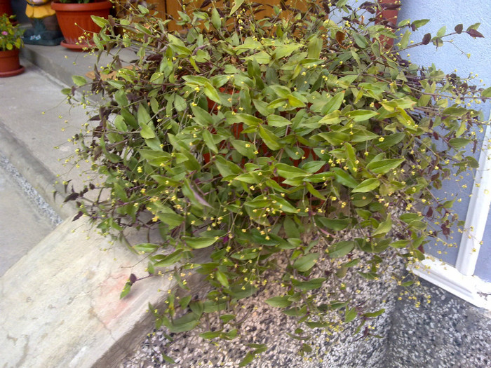 Image491 - 2012 FLORI EXTERIOR