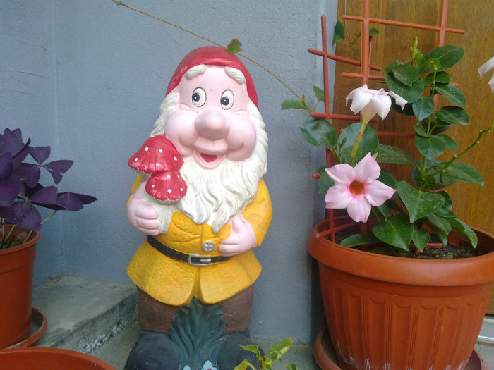 piticul cu dipladenia