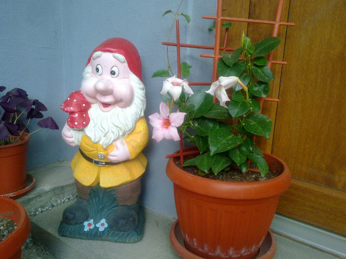 piticul cu dipladenia