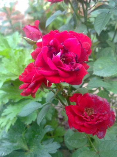trandafir pitic rosu