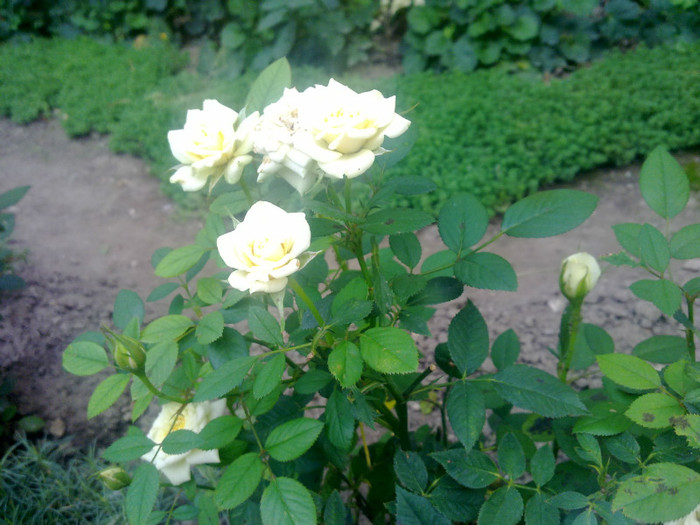 trandafir pitic alb