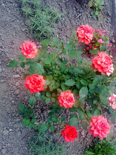 trandafir pitic portocaliu - 2012 FLORI EXTERIOR