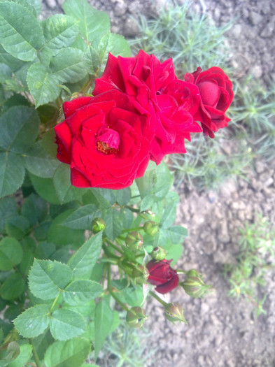 trandafir pitic - 2012 FLORI EXTERIOR