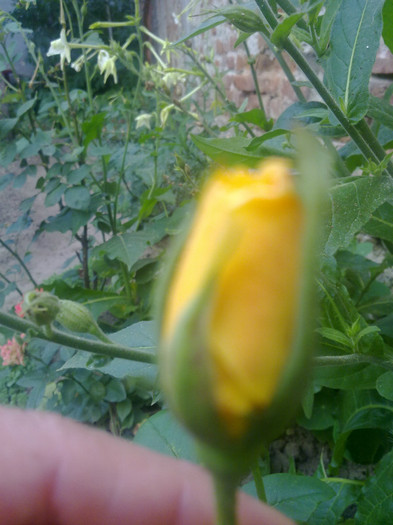 trandafir catarator - 2012 FLORI EXTERIOR