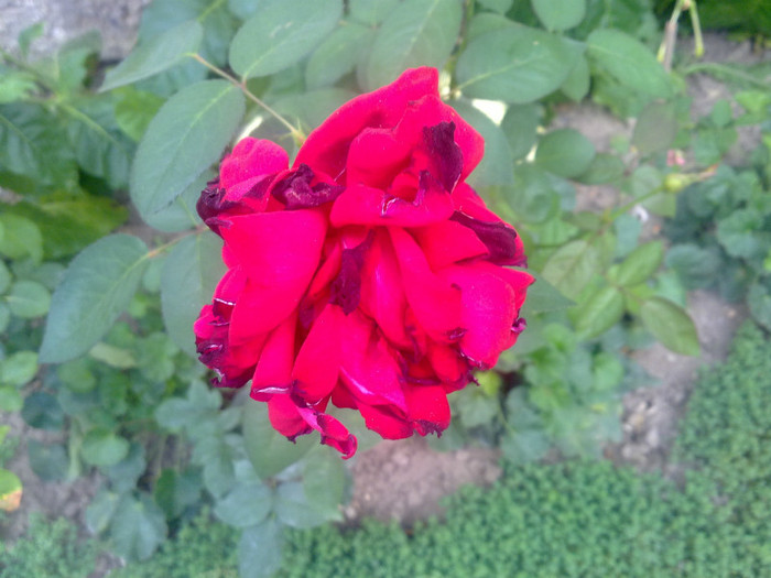 trandafir - 2012 FLORI EXTERIOR