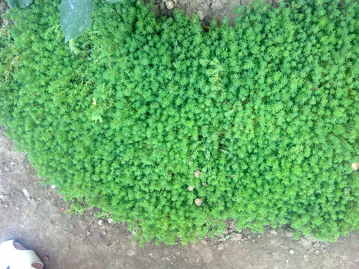 un fel de muschi... - 2012 FLORI EXTERIOR