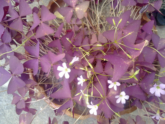 oxalis - 2012 FLORI EXTERIOR