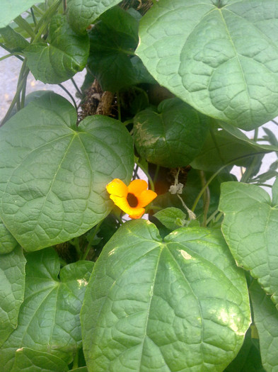 suzana cu ochi negri - 2012 FLORI EXTERIOR