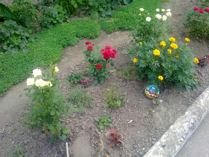 coltisor din curte cu flori - 2012 FLORI EXTERIOR