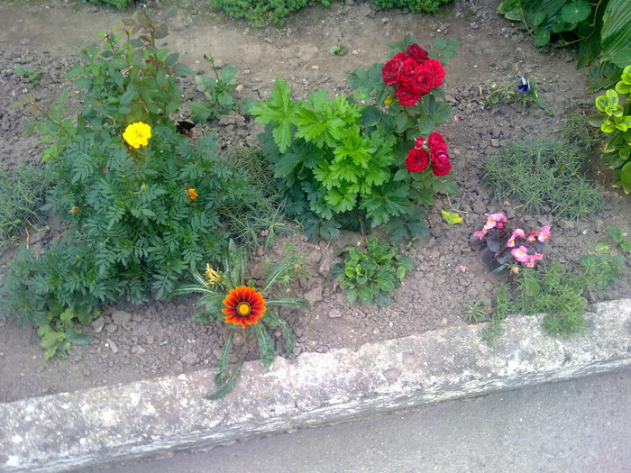 coltisor din curte cu flori - 2012 FLORI EXTERIOR