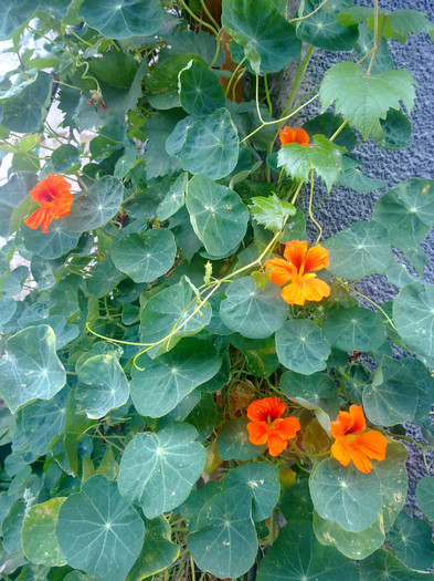 coltunasi - 2012 FLORI EXTERIOR