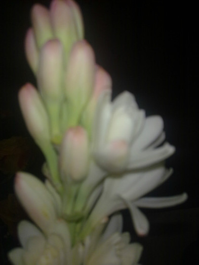 tuberoze - 2012 FLORI EXTERIOR