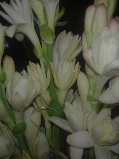 tuberoze - 2012 FLORI EXTERIOR