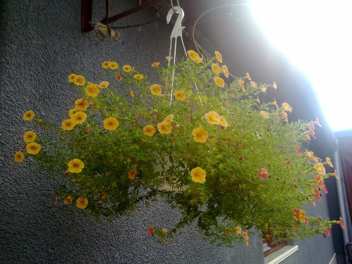 calibrachoa - 2012 FLORI EXTERIOR