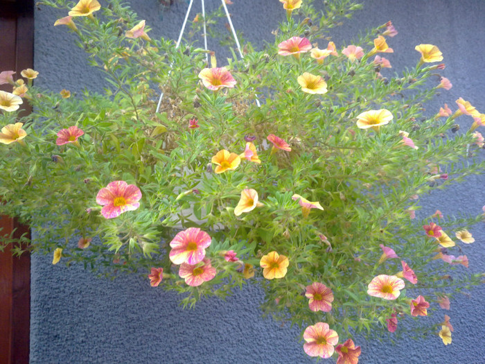 calibrachoa
