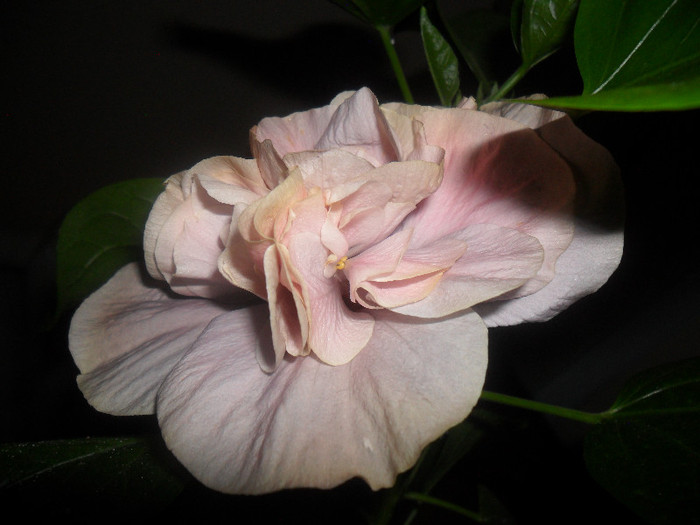 Hibiscus Snoock
