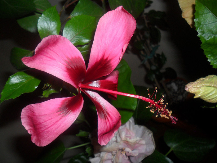 Hibiscus Fidjian Island