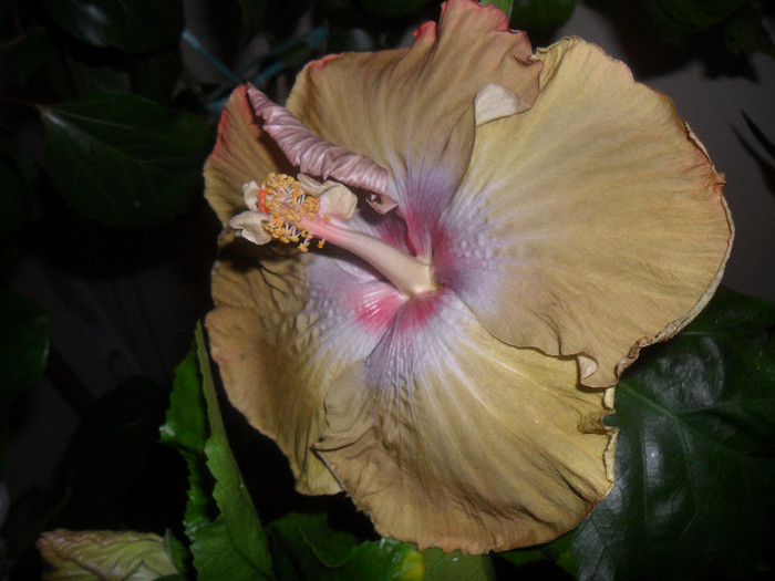 Hibiscus Kathie Jones