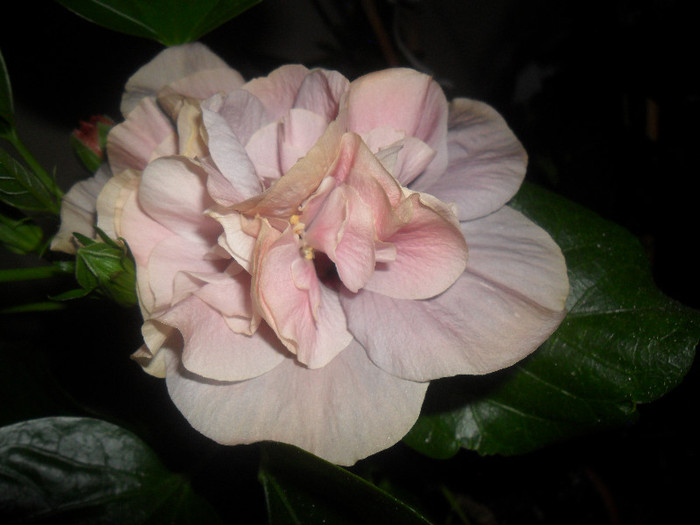 Hibiscus Snoock