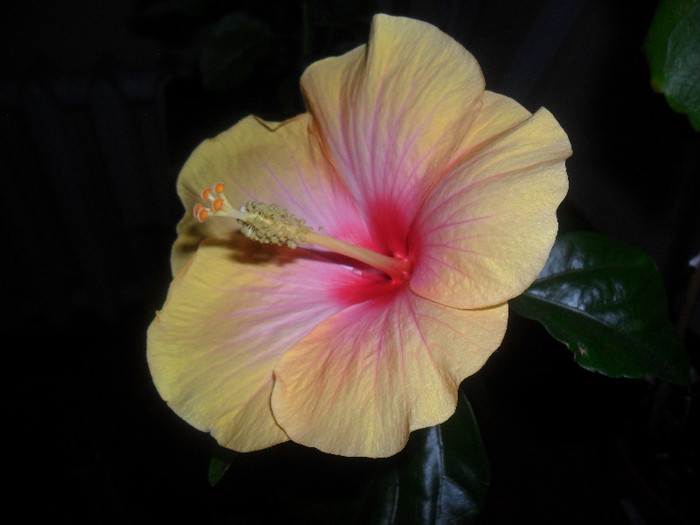 hibiscus Yelow Holiday?