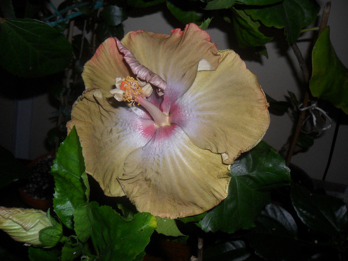 Hibiscus Kathie Jones