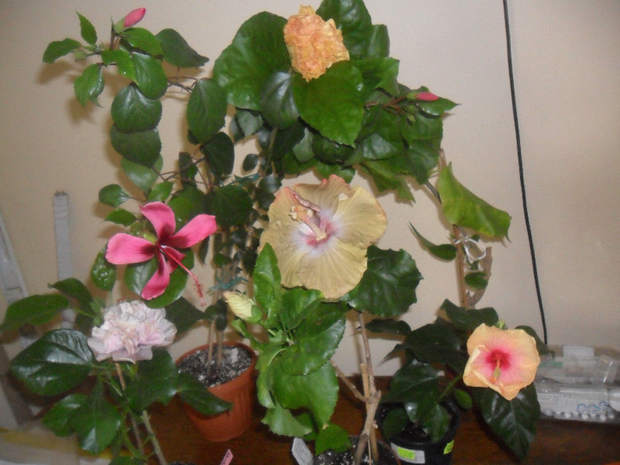 Hibiscus grup