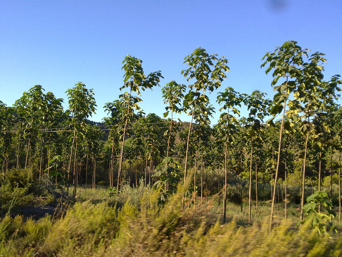 250820123840 - A3 in fuga masini-cer si pamant