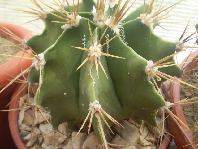 Astrophytum ornatum - Astrophytum