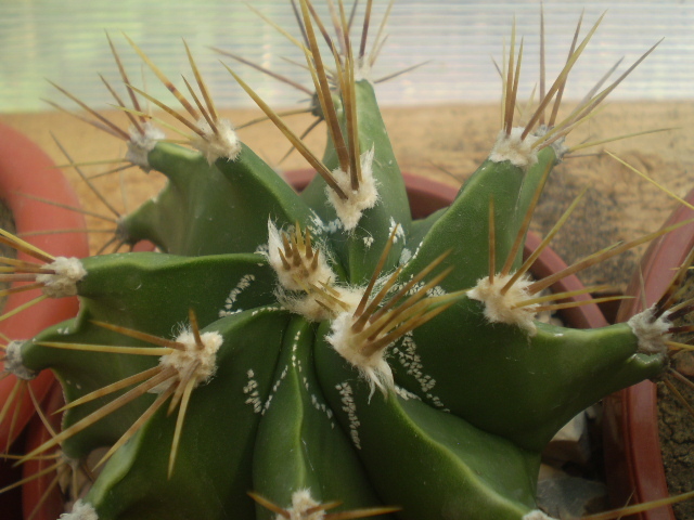 Astrophytum ornatum